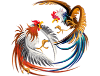 cockfighting